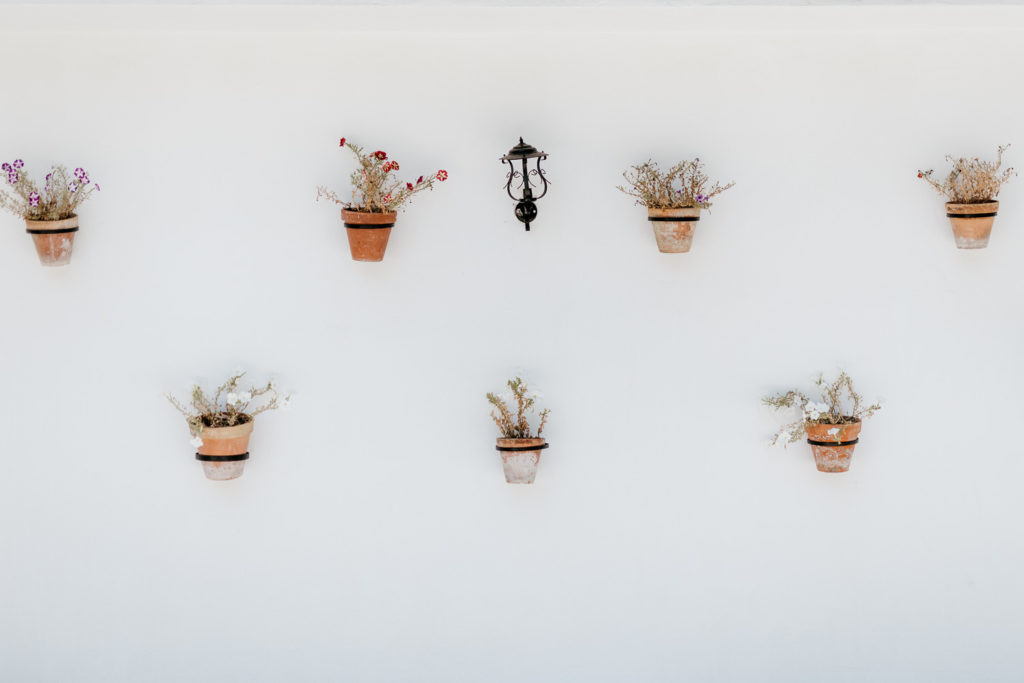 a group of potted plants on a wall